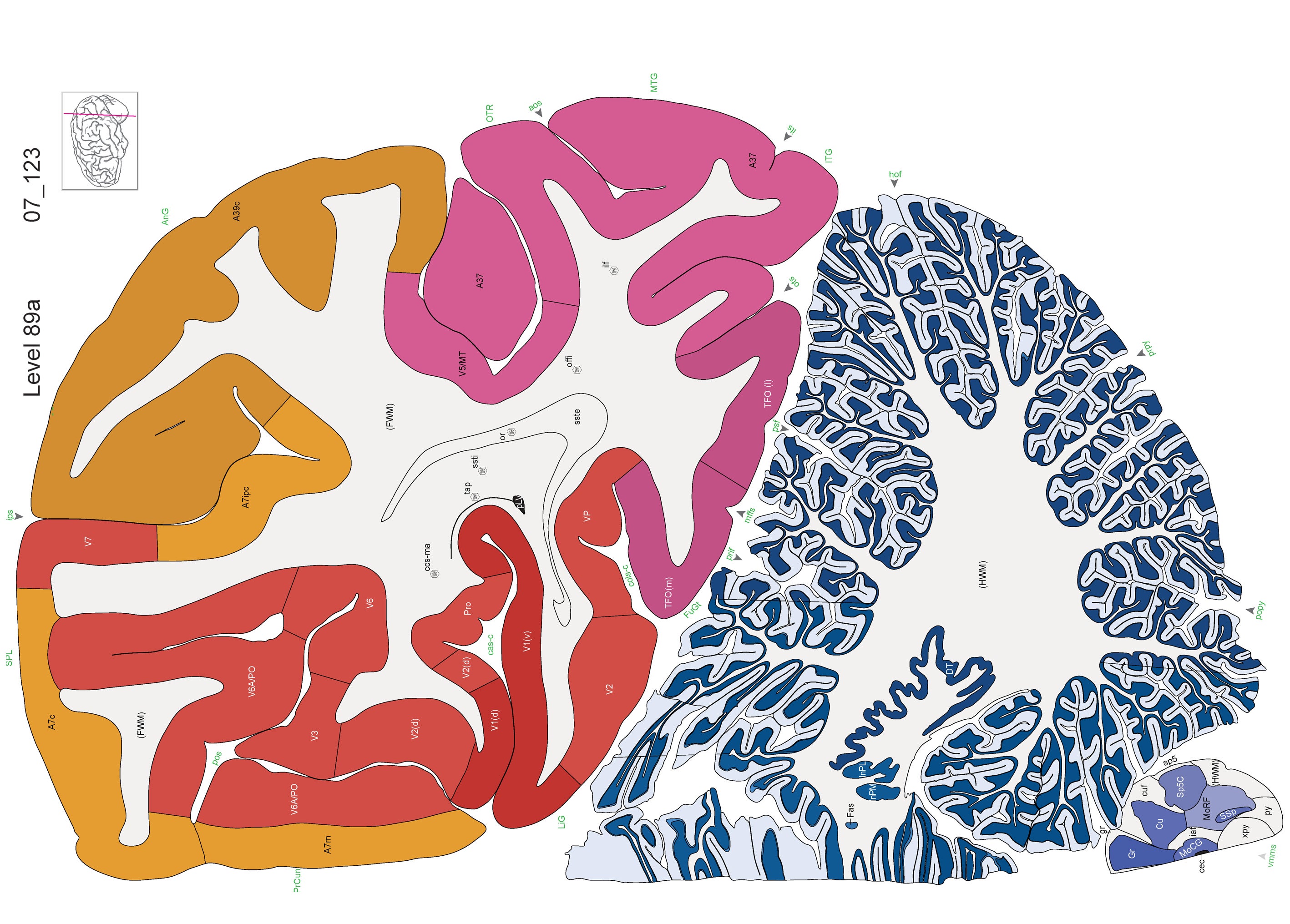 human brain mapping hamburg 2014