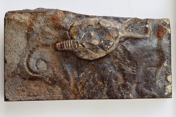 Cystoid (Pleurocystites filitextus) fossilized in limestone.