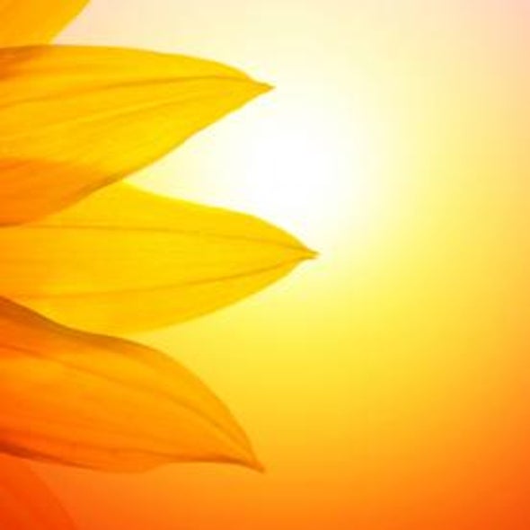 Plants versus Photovoltaics: Which Are Better to Capture Solar Energy?