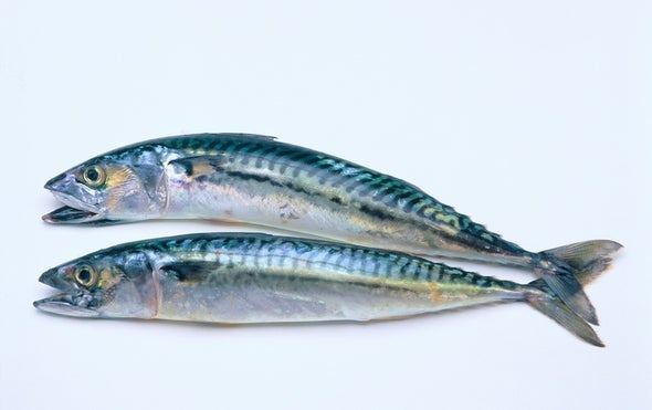Climate Change Might Shrink Fish