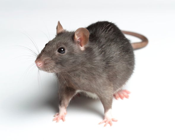 Rats Experience Feelings of Regret - Scientific American