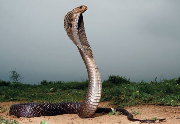 Snakebite Antivenom Development Is Stuck in the 19th Century--What's Next?