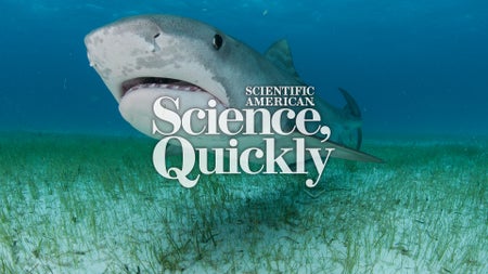 Low-angle underwater view of tiger shark swimming near seagrass-covered seabed