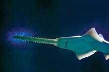 Ancient Sawfish Help to Illuminate Our Teeth's Scaly Origins