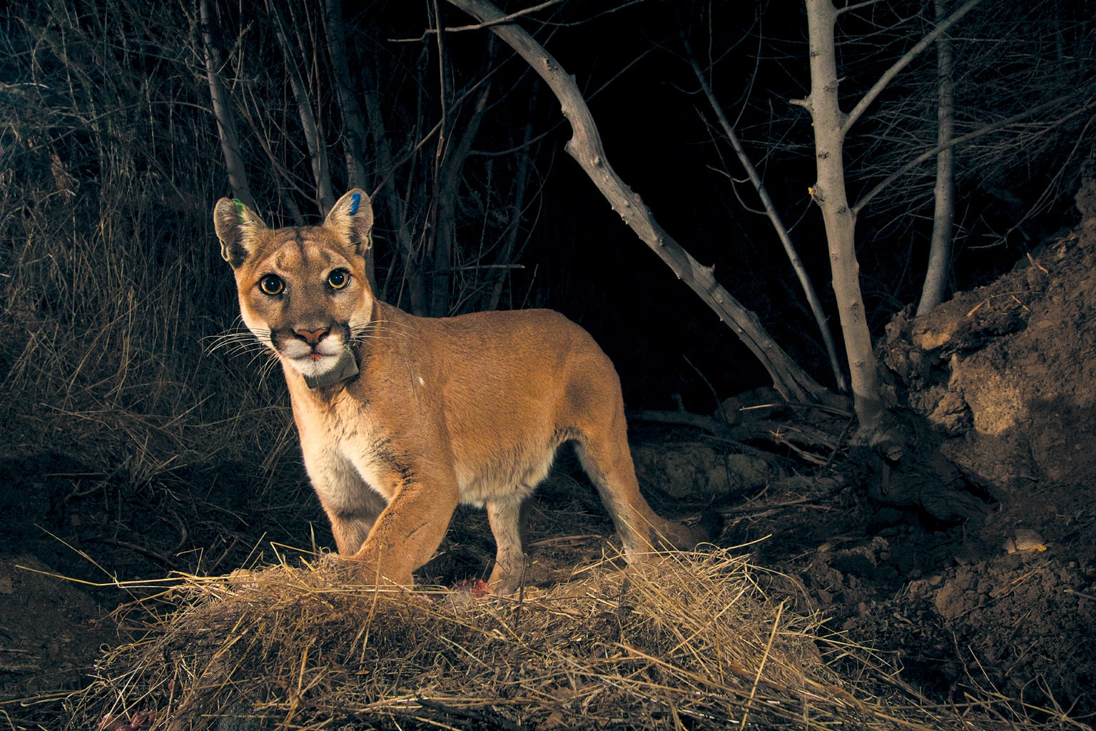World's Largest Wildlife Bridge Could Save Mountain Lions - Scientific  American