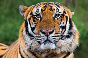 Study Reveals Loss of Laos's Final Tigers  