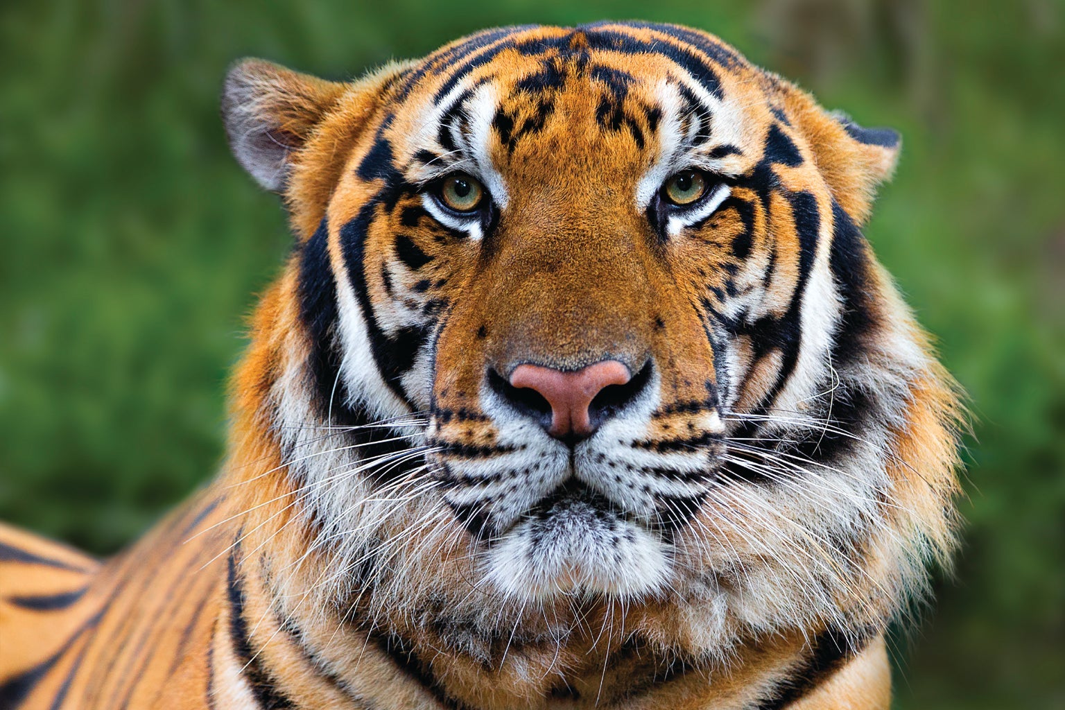 Study Reveals Loss of Laos's Final Tigers - Scientific American