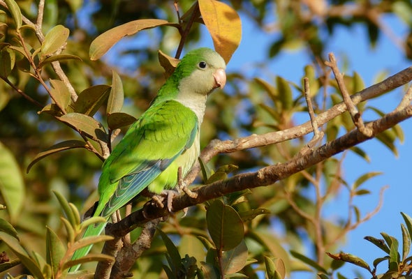 Parakeet Invasion of Mexico Driven by Europe's Ban on Bird Imports