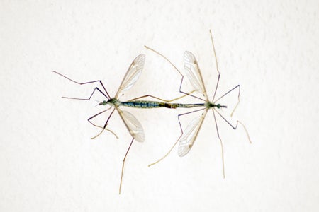 Close-Up Of Mosquitoes Against Beige Wall