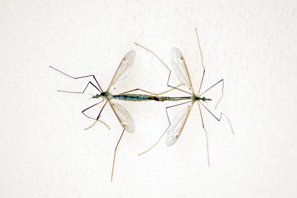Sounds of Mosquitoes' Mating Rituals Could Help Fight Malaria