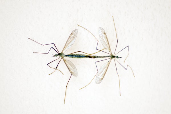 Close-Up Of Mosquitoes Against Beige Wall