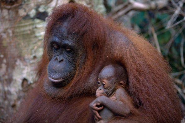 Can Oil Palm Plantations and Orangutans Coexist?