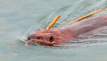 The Beaver Emerges as a 'Climate-Solving Hero'