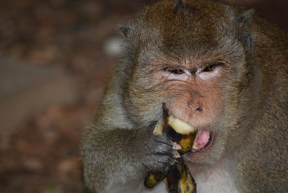 Hunger Gains: A New Idea of Why Eating Less Increases Life Span