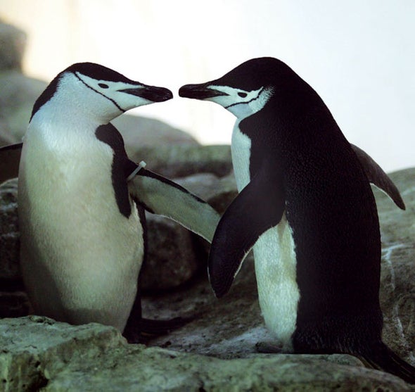 Zoo V Man Xvideo - Bisexuality Can Benefit Animals - Scientific American