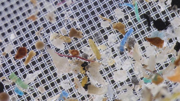 You Contain Multitudes of Microplastics
