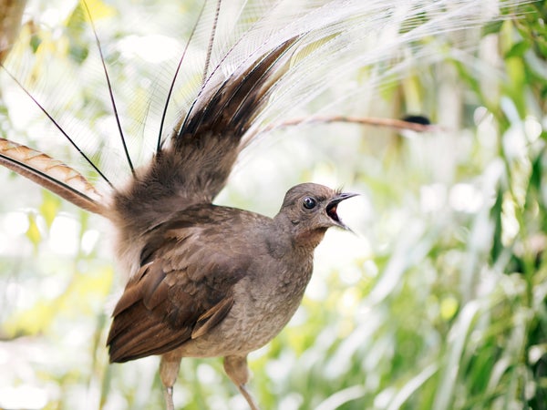 A mostly brown bird with voluminous tail feathers vocalizes in the forest.