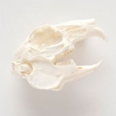 Clue: This creature is likely to snap off a carrot or piece of grass.