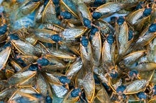 Noisy Cicadas Are Emerging Earlier