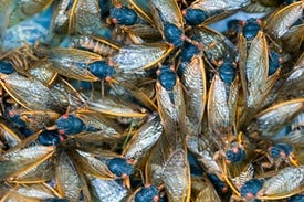 Noisy Cicadas Are Emerging Earlier