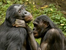 What Chimpanzees Can Teach Us about Human Friendships