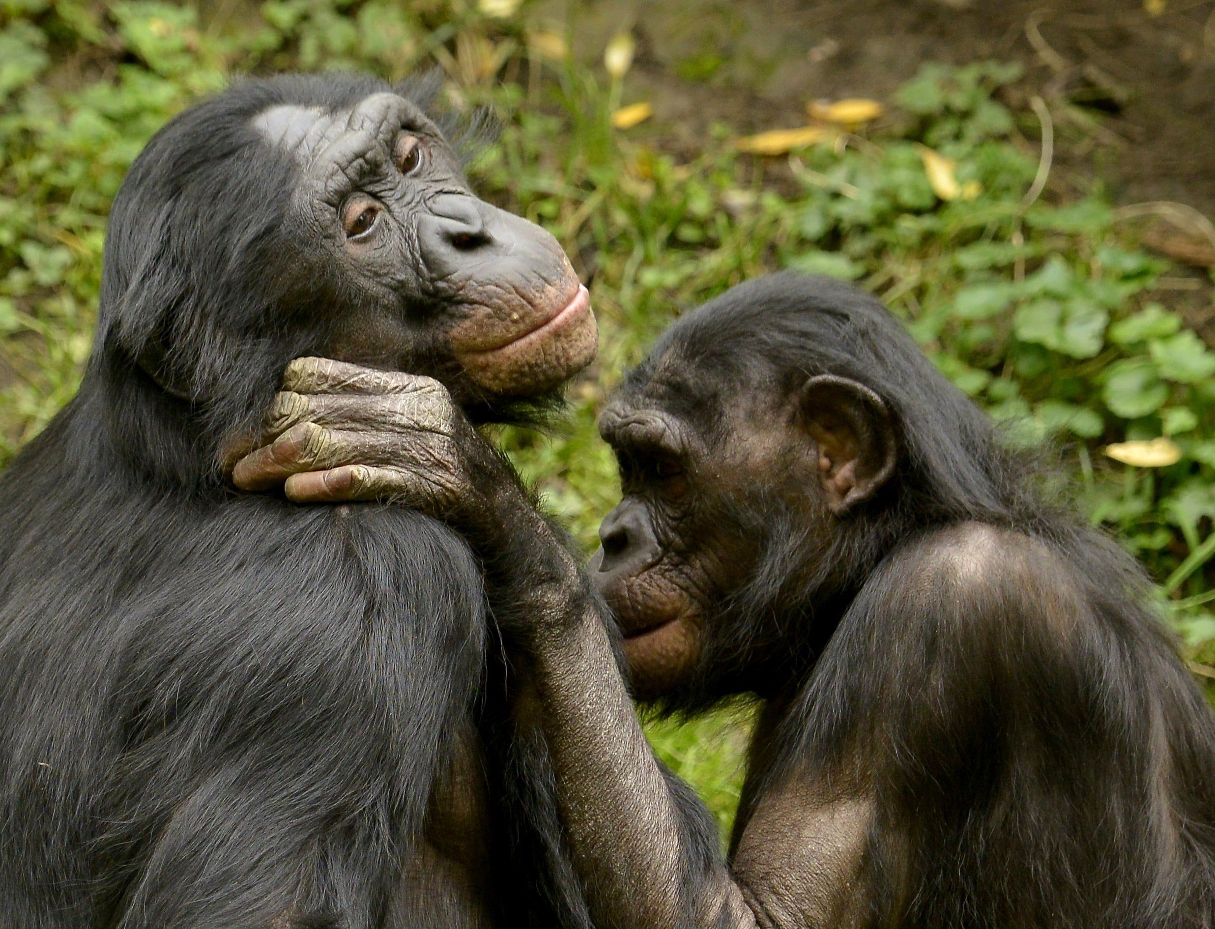 human vs chimpanzee hand