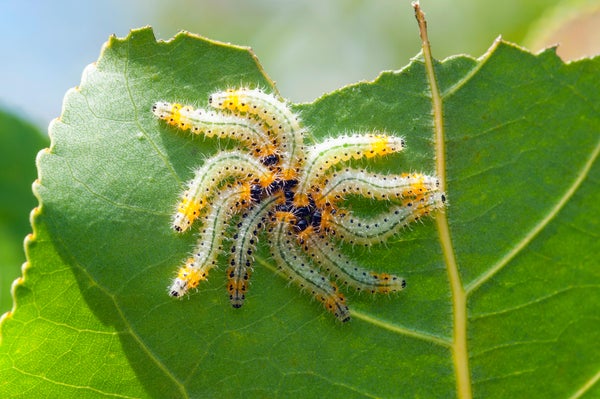 Ten fuzzy, yellow and black, bug larva sit on a green leaf forming a star-like pattern
