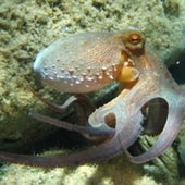 CEPHALOPOD SEEING: