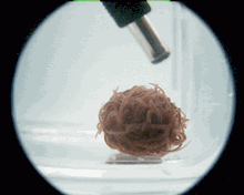 50,000 Worms Tangled Up in a Ball Unravel in an Explosive Burst when a Predator Appears