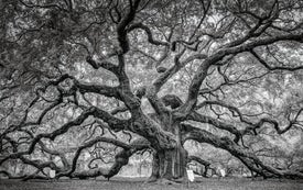 How Oak Trees Evolved to Rule the Forests of the Northern Hemisphere