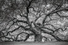 How Oak Trees Evolved to Rule the Forests of the Northern Hemisphere