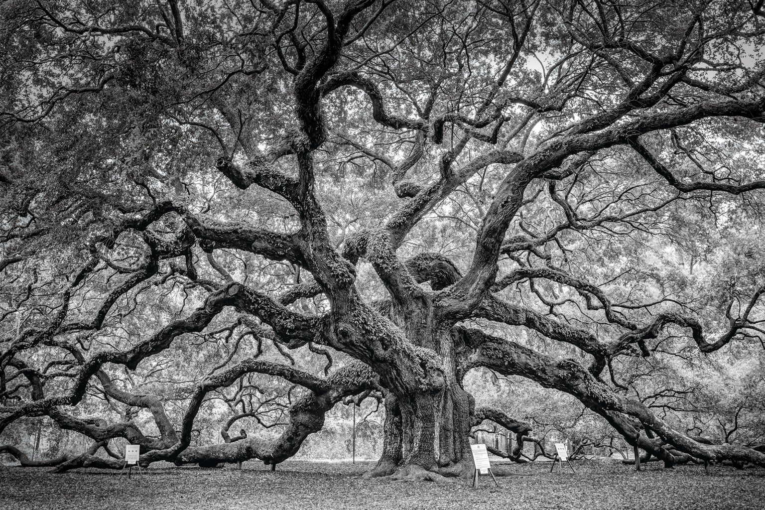 black and white tree with birds