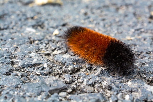 A fuzzy, orange-and-black-banded caterpillar crawls across rough pavement