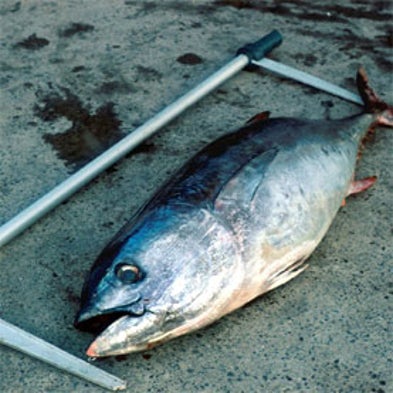 "Tag A Tiny" Tuna Fishing Program