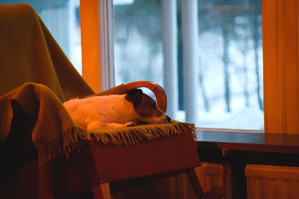 Sad dog on rocking chair looking through window at gloomy, blues winter day