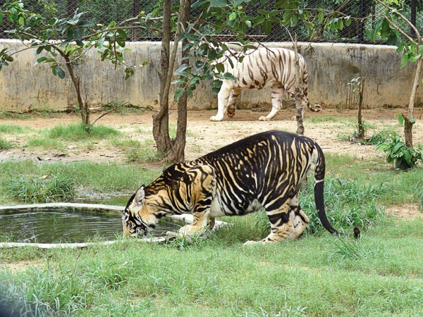 Black tiger drinking water from a pond.