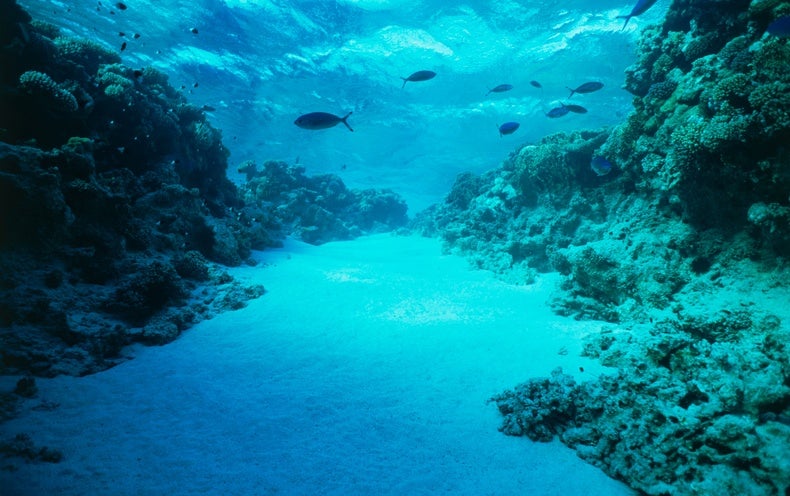 The Seafloor Is Eroding Faster Than Scientists Thought - Scientific ...