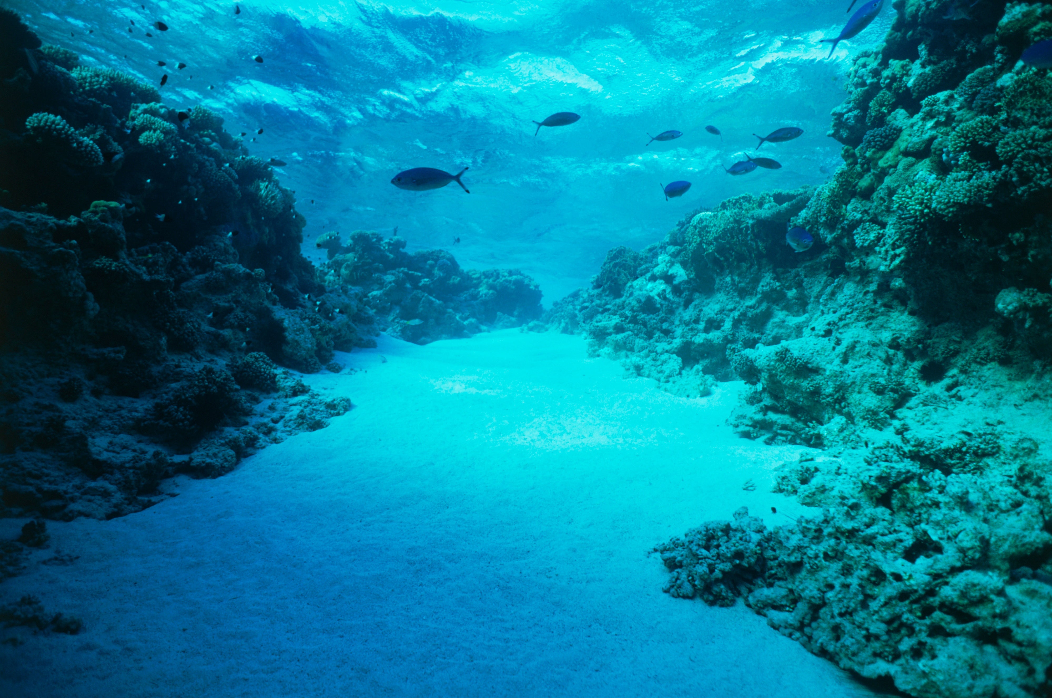 what-does-the-bottom-of-ocean-floor-look-like-viewfloor-co