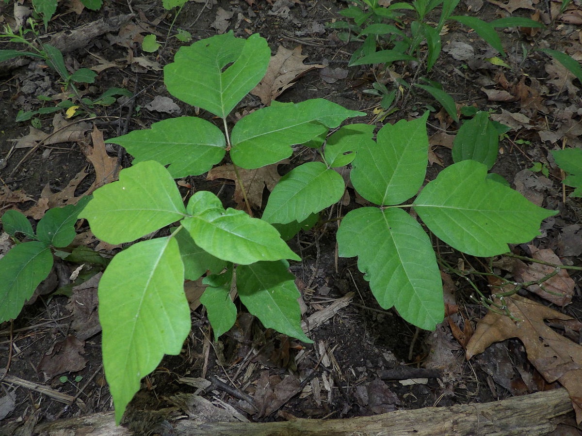 Poison Ivy's Itch Can Be Calmed by a Protein