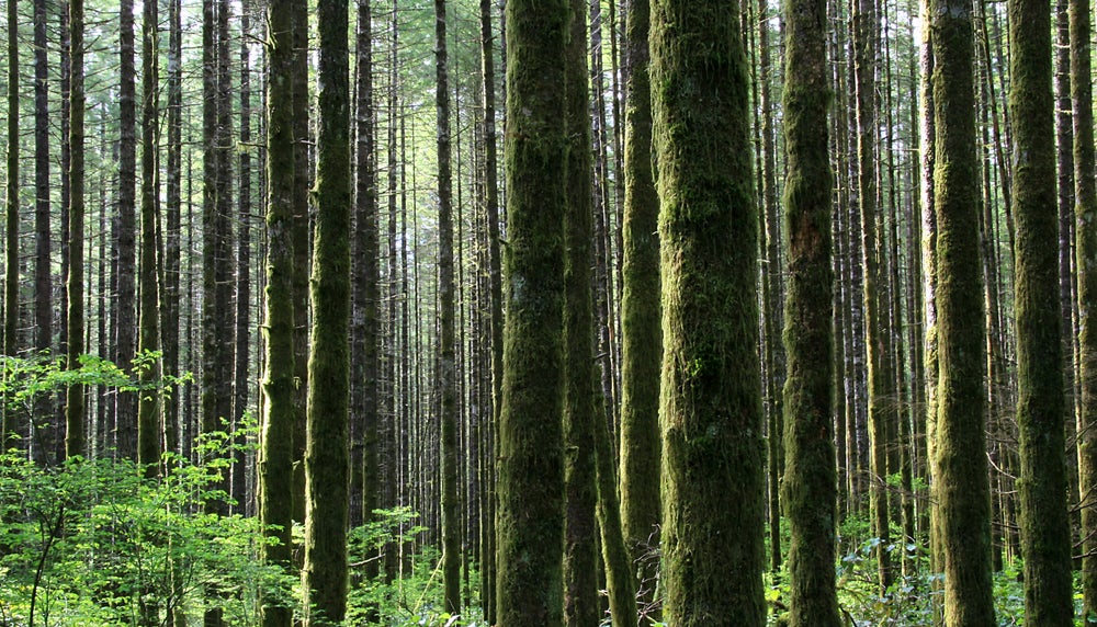 How Many Trees Are There in the World? Scientific American