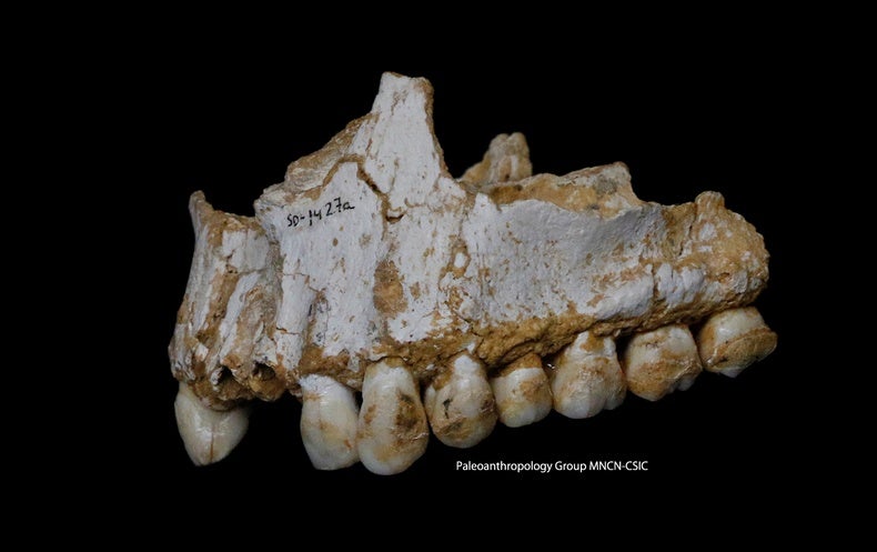 Teeth Hint At A Friendlier Neandertal Scientific American