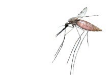 New Bait Uses Mosquitoes' Love of Malaria Parasite to Bite Them Back