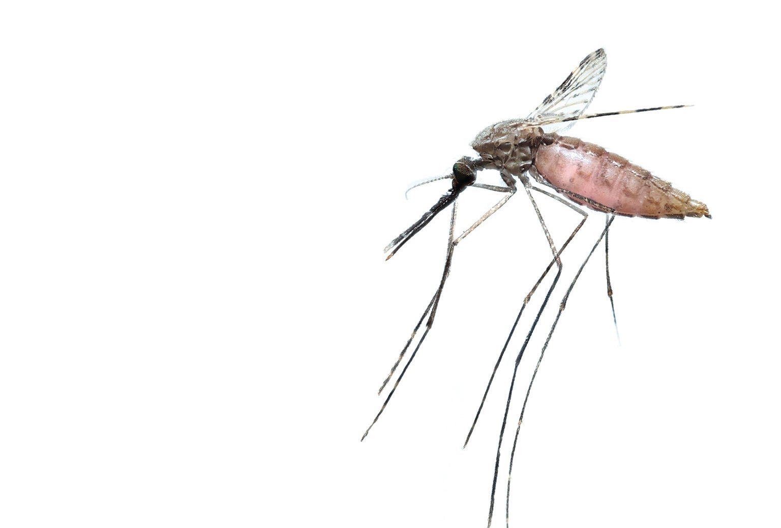 New Bait Uses Mosquitoes&amp;#39; Love of Malaria Parasite to Bite Them Back - Scientific American