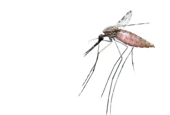 New Bait Uses Mosquitoes' Love of Malaria Parasite to Bite Them Back -  Scientific American