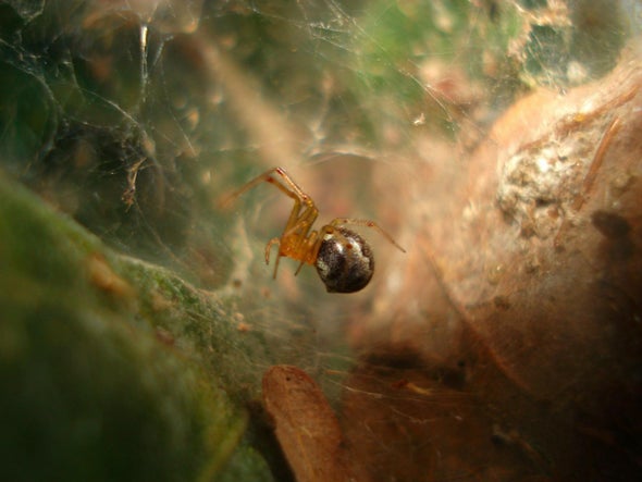 How Hurricanes Influence Spider Aggressiveness