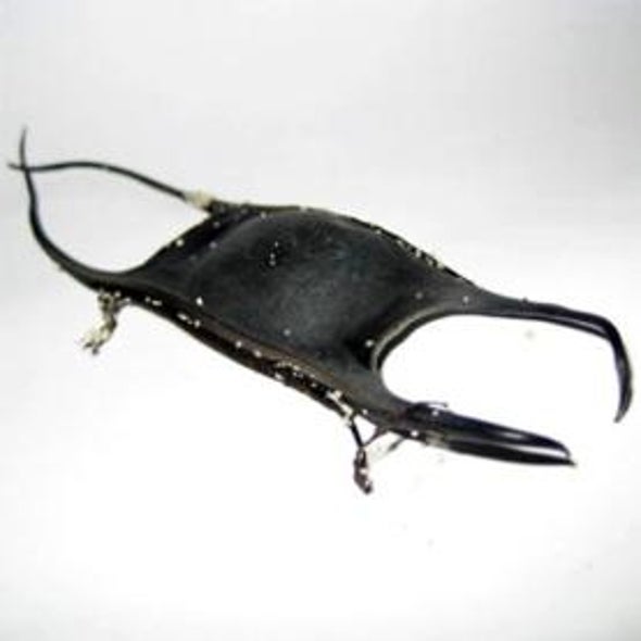 The Great Eggcase Hunt Project
