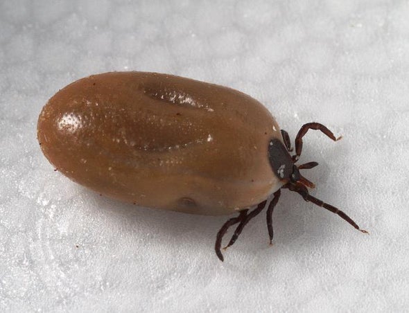 Something to Grapple with: How Wily Lyme Disease Prowls the Body