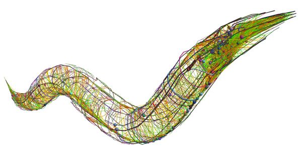 Image result for connectome c elegans
