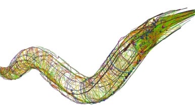 Diagram Caenorhabditis Elegans