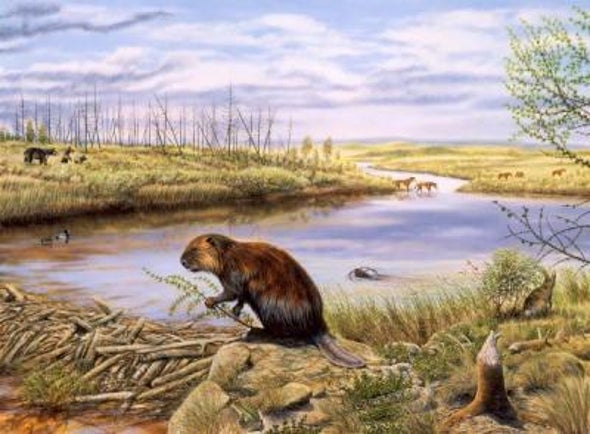 Invading Beavers Turn Tundra to Ponds